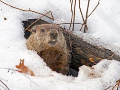 Happy Groundhog Day & Hedgehog Day From Stikins ® Name Tags